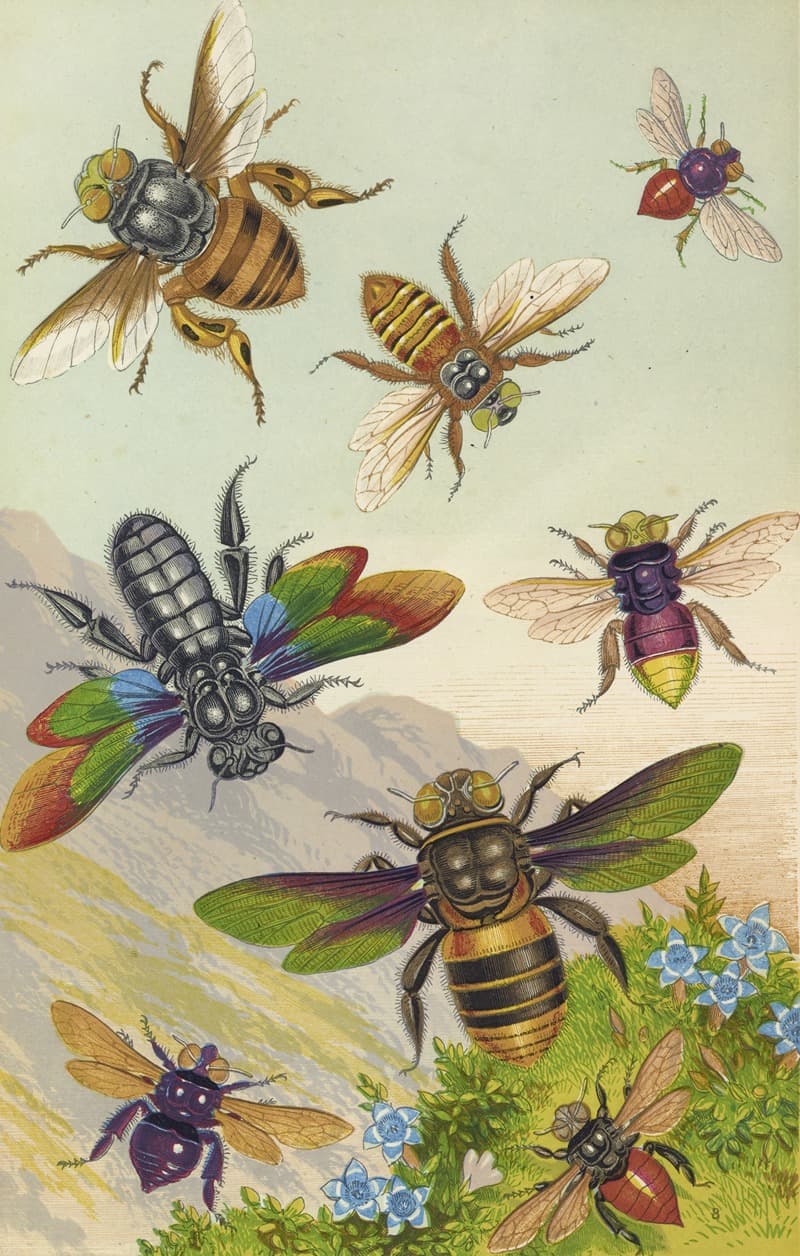 A natural history illustration of vividly colored bees in flight