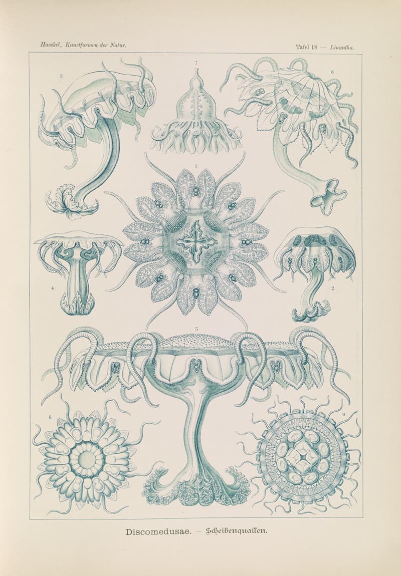 A natural history plate showing the varied symmetrical forms of jellyfish