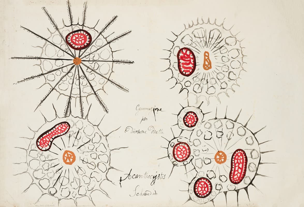 A scientific illustration of radiolaria with fine radial structures